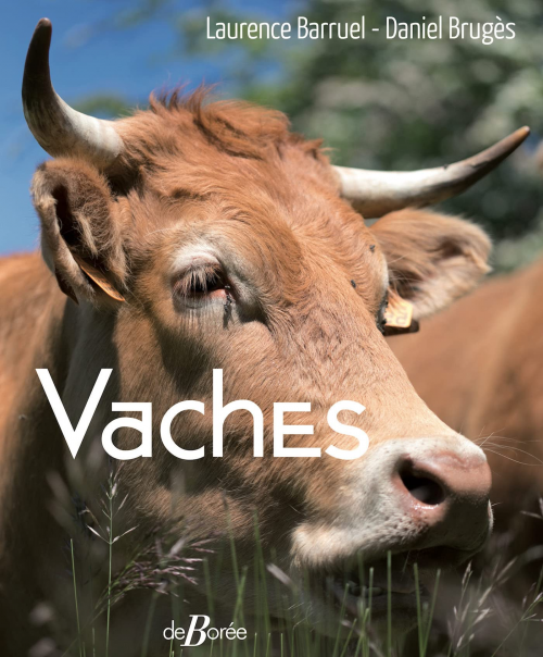 VACHES